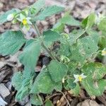 Solanum villosum Лист