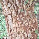 Erythrina abyssinica Bark