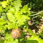 Quercus × rosacea Frukt