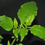 Solanum americanum Leaf