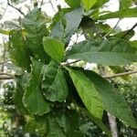 Cordia alliodora Blad