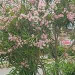 Nerium oleander Feuille