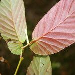 Begonia convallariodora Hoja