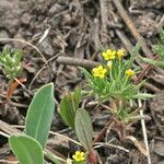 Lithospermum ruderale Habitus