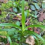 Scirpus sylvaticus पत्ता