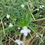 Epilobium ciliatumFlower