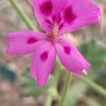 Pelargonium echinatum Blomst