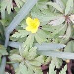 Anemonoides ranunculoides Flower