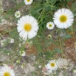 Erigeron karvinskianus Floare
