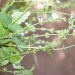Salvia occidentalis Habit