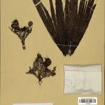 Bactris acanthocarpoides Froito
