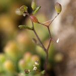 Hornungia procumbens Habitus