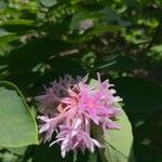 Dais cotinifolia Flower