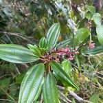 Miconia ciliata পাতা