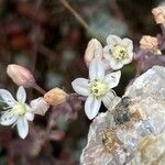 Sedum brevifolium Цвят
