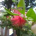 Calliandra tergeminaBlomst