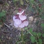 Anacamptis papilionaceaFlower