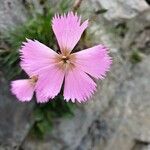 Dianthus sylvestrisKukka