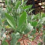 Simmondsia chinensis Φύλλο