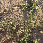 Centaurea melitensis Blatt