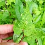 Fallopia scandens Levél