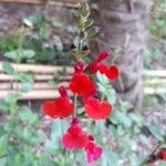 Salvia microphyllaफूल