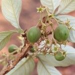 Vangueriopsis lanciflora Meyve