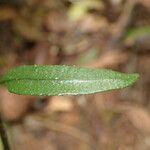 Bolbitis gemmifer Leaf