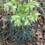 Helleborus foetidus Hábito