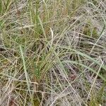 Calamagrostis breviligulata Habit