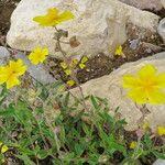Fumana procumbens Yeri