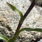 Erigeron uniflorus Frunză