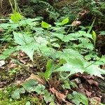 Mitella diphylla Hábitos