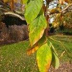 Gymnocladus dioicus Blatt