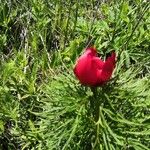 Paeonia tenuifolia Cvet