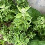 Artemisia suksdorfii Leaf