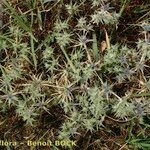 Eryngium galioides Habitus