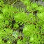 Myriophyllum aquaticum Hoja