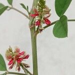 Indigofera trita Blüte