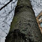 Liquidambar styraciflua Ekosanga