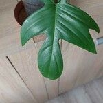 Philodendron pedatumLeaf