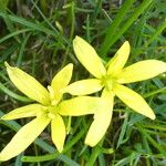 Gagea fragifera 花