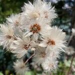 Petasites paradoxus Flor