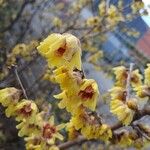 Chimonanthus praecoxBlüte