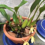 Maxillaria porrecta Floare