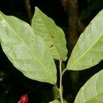 Sorocea affinis Jani