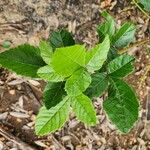 Allophylus rubifolius Leaf