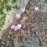 Cyclamen hederifolium ফুল