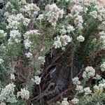 Teucrium dunense Blomma