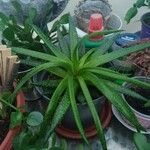 Aloe aristata Yaprak